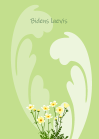 December's birth flower, Bidens laevis