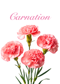 Carnation vol.19