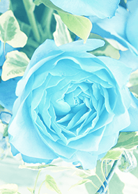 one rose -blue-