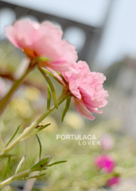 Portulaca Lover