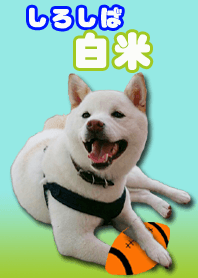 White Shiba Inu HAKUMAI