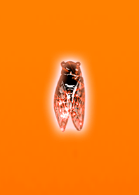 It's summer. Catch the cicada.