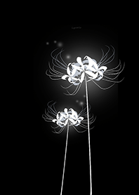 Lycoris white Background black
