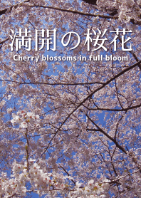 Cherry blossoms in full bloom.
