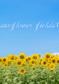 sunflower fields3 ver.3