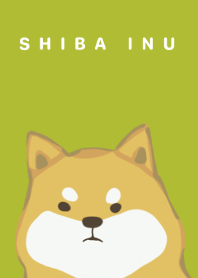 Dog Shiba inu