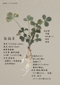 白詰草～Trifolium repens～