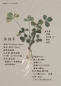 白詰草~Trifolium repens~