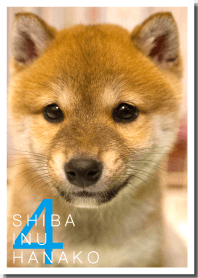 しばいぬハナコのきせかえ 4【柴犬写真】