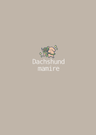 Dachshund mamire!!