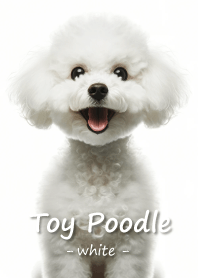 Toy Poodle [white]