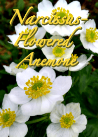 Narcissus-flowered Anemone Theme (Y&G)