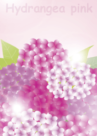 Hydrangea pink
