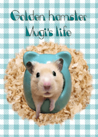 Golden hamster Mugi's life