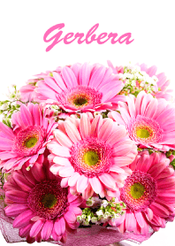 Gerbera vol.13