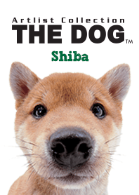 THE DOG Shiba