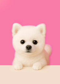 White Pomeranian x Fuchsia Pink|Clean#7