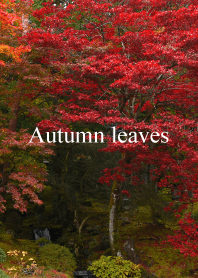 紅葉の風景