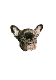 French bulldog 1