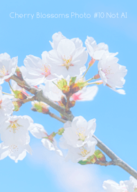 Cherry Blossoms Photo #10-10 NotAI