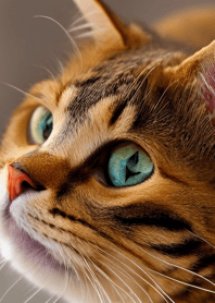 Nyanko Great Runaway#MADLJ523.