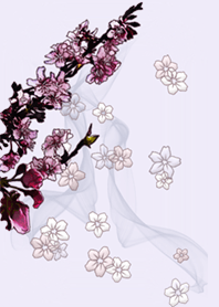 Sakura of spring3