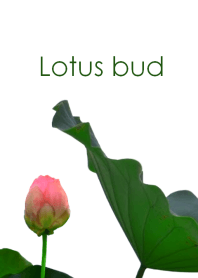 Lotus bud ~蓮の蕾～