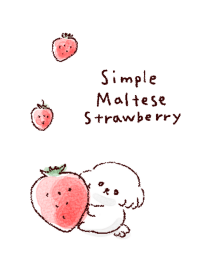 simple maltese strawberry white blue.