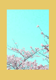CHERRY BLOSSOMS & BLUE SKYj-DUSTY YELLOW