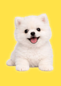White Pomeranian Plush Yellow 02