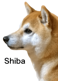 shiba inu and daily life