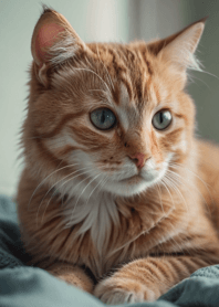 Cats run wild #GSWF2319.