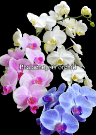 "Phalaenopsis orchid" theme