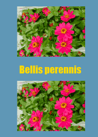 Bellis perennis 2023