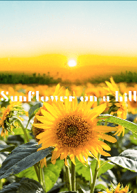 Sunflower on a hill