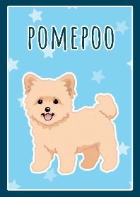 ポメプー（アプリコット）