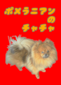 ポメラニアンのチャチャ