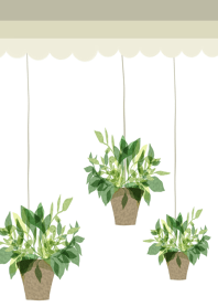 Hanging planter of houseplant