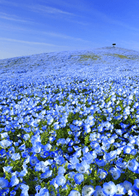 春の彩り ネモフィラの丘