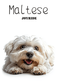 Maltese2