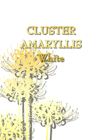 CLUSTER AMARYLLIS White
