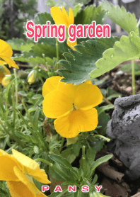 ハレルキのラブリーなパンジーの着せかえ