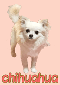 ほっこりチワワの着せ替え 2