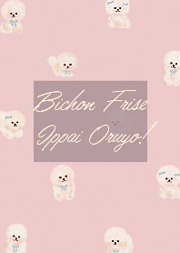 Lots of small Bichon Frize!