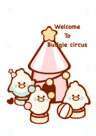 Budgie circus 8