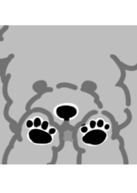 Toy poodle White grey