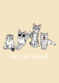american shorthair1 - pale yellow