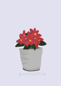 花ポインセチア