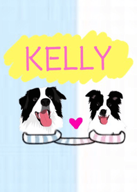 보더 콜리 - Kelly