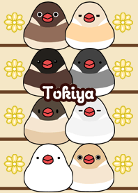 Tokiya Round and cute Java sparrow